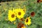 Sunflower;Â helianthus;Â turnsole;Â heliotrope